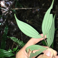 Cinnamomum subavenium