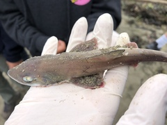Mustelus henlei