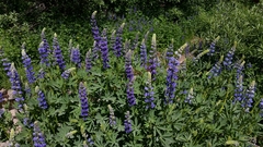 Lupinus burkei