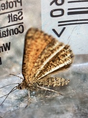 Isturgia limbaria