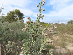 Eriocephalus racemosus