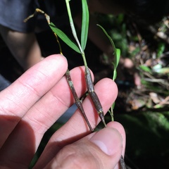 Dendrobium falconeri