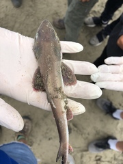 Mustelus henlei