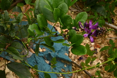 Wisteriopsis reticulata