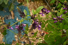 Wisteriopsis reticulata
