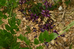 Wisteriopsis reticulata