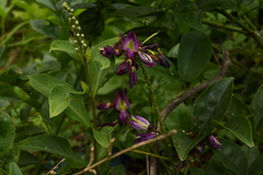 Wisteriopsis reticulata