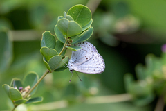 Celastrina argiolus ladonides