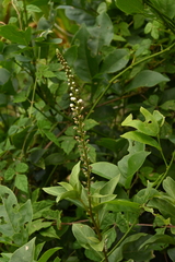 Lysimachia fortunei