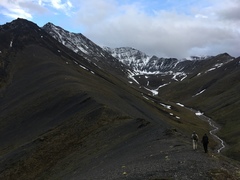 Chrysosplenium wrightii