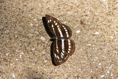 Neptis sappho intermedia