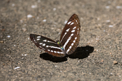 Neptis sappho intermedia