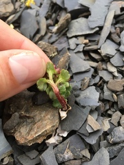 Chrysosplenium wrightii