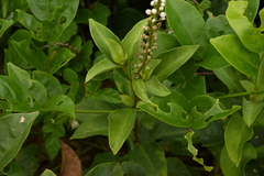 Lysimachia fortunei