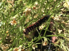 Argynnis hyperbius hyperbius