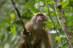 Macaca arctoides