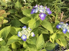 Hydrangea macrophylla normalis