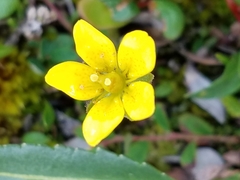 Saxifraga hirculus