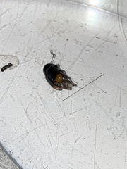 Cryptocephalus biguttatus