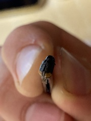 Cryptocephalus biguttatus