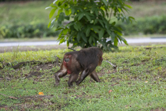 Macaca arctoides