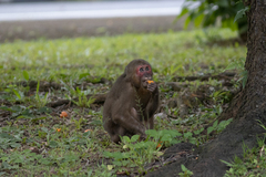 Macaca arctoides