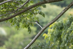 Hirundo tahitica