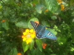 Phocides urania urania