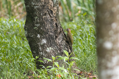 Picus viridanus