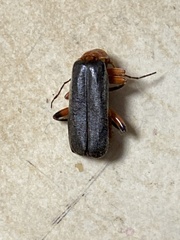 Cantharis pellucida