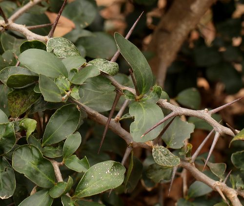 Image of Dovyalis afra by (c) Wynand Uys, some rights reserved (CC BY)