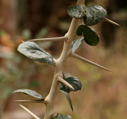 Image of Dovyalis afra by (c) Wynand Uys, some rights reserved (CC BY)