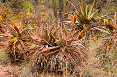 Aloe castanea