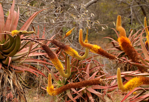 Image of Bottle-brush aloe by (c) Wynand Uys, some rights reserved (CC BY)