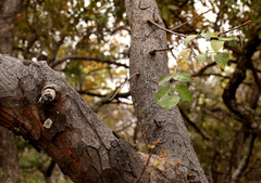 Lannea schweinfurthii