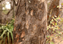 Lannea schweinfurthii