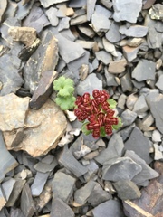 Chrysosplenium wrightii