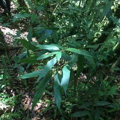 Lithocarpus amygdalifolius