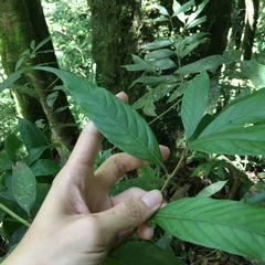 Lithocarpus amygdalifolius
