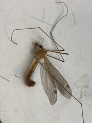 Nephrotoma scurra