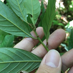 Lithocarpus amygdalifolius