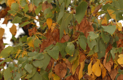 Steganotaenia araliacea
