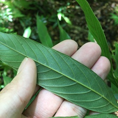 Lithocarpus amygdalifolius