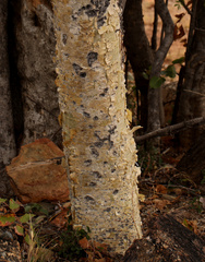 Steganotaenia araliacea