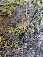 Coleoptera