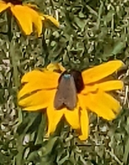 Ctenucha virginica