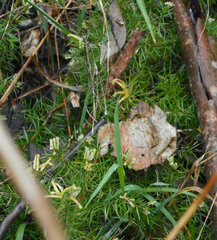 Grevillea juniperina