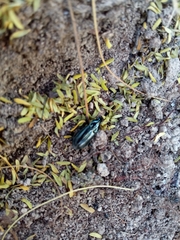 Coleoptera