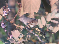 Serpophaga griseicapilla