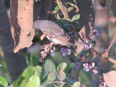 Serpophaga griseicapilla